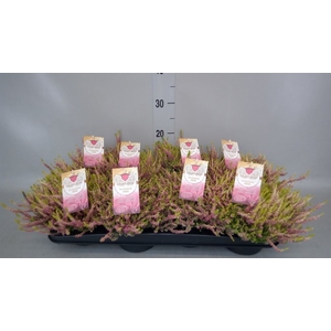 Calluna vulg. 'Garden G Gold Angie'