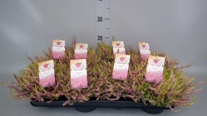 <h4>Calluna vulg. 'Garden G Gold Angie'</h4>