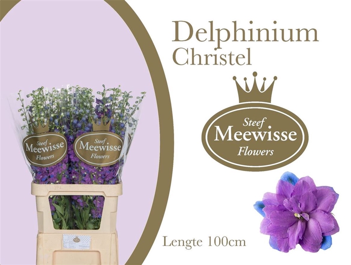 <h4>Delphinium Christel</h4>