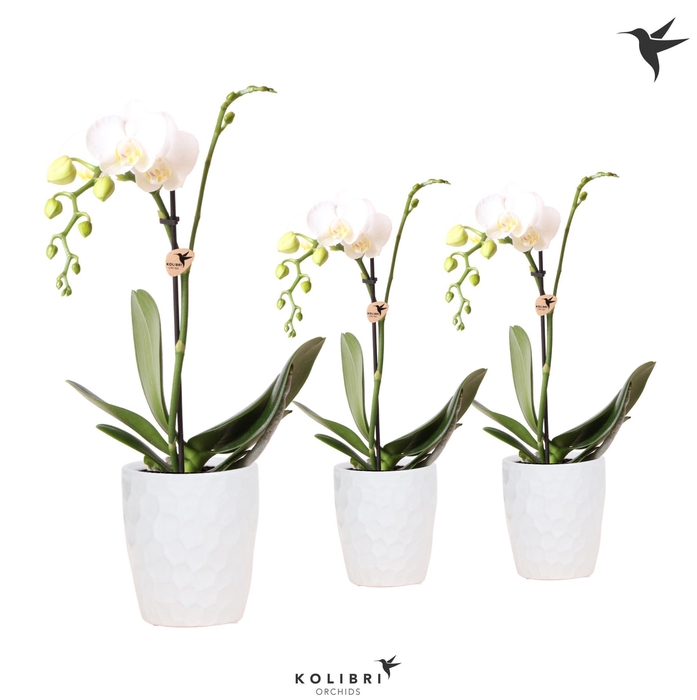 <h4>Kolibri Orchids Phalaenopsis White 1 spike in Honey pot white</h4>
