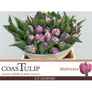 TULIPA DU 'MAITRESSE'
