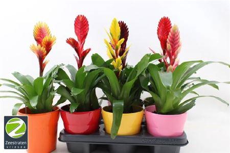 <h4>Vries Gem 5 Srt</h4>