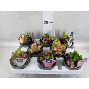 Hyacinthus orie. 'Multifl' ..mix 4