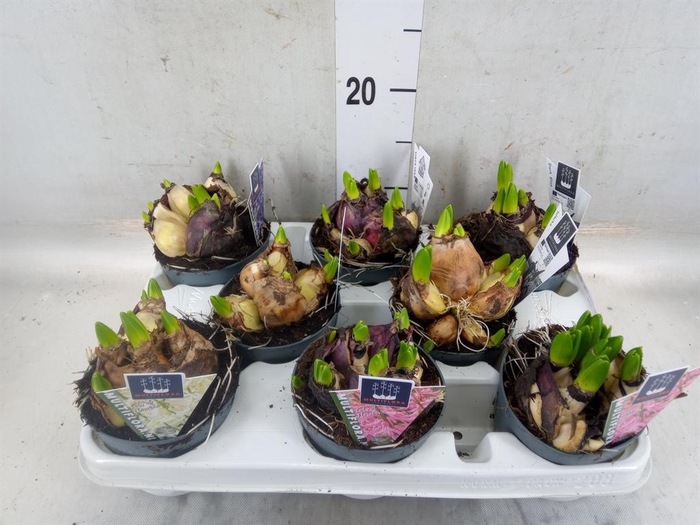 <h4>Hyacinthus orie. 'Multifl' ..mix 4</h4>