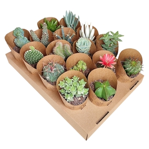 MIX CACTUS AND SUCCULENT IN CARDBOARD TRAY WITH POT COVER Ø 6,5 ECO-SUSTAINABLE 16 PCS (CACTUS EN SUCCULENTEN)