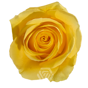 R GR GOLD FINCH Tessa