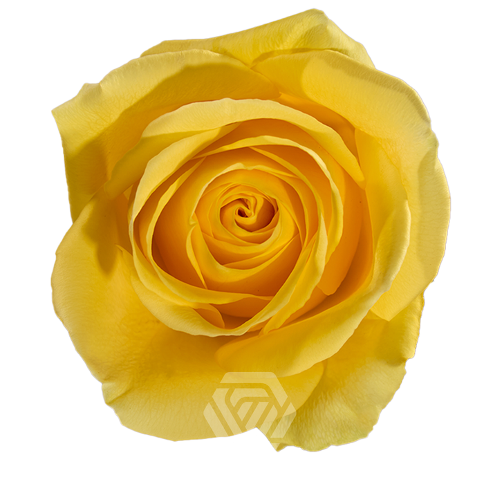 <h4>R GR GOLD FINCH Tessa</h4>