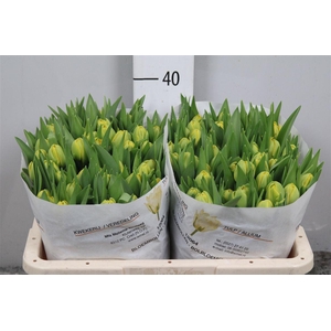 Tu Du Yellow Diamond