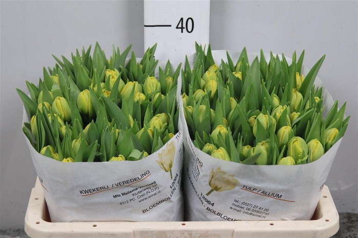 <h4>Tu Du Yellow Diamond</h4>