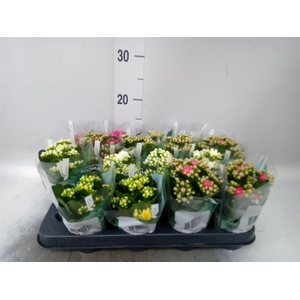 Kalanchoe blos. 'Rosalina'  ..mix 5