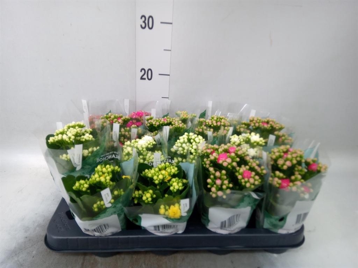 <h4>Kalanchoe blos. 'Rosalina'  ..mix 5</h4>