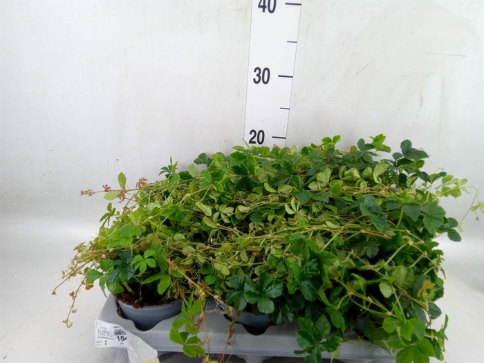 <h4>Cissus   ...</h4>