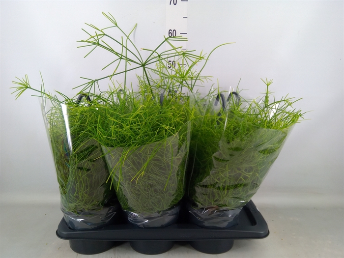 <h4>Rhipsalis baccifera 'Oasis'</h4>