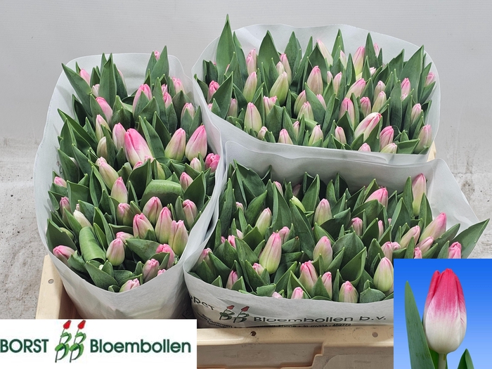 <h4>TU EN TRIGGER</h4>