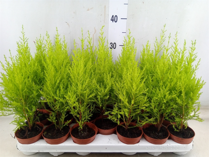 <h4>Cupressus macro. 'Goldcrest Wilma'</h4>