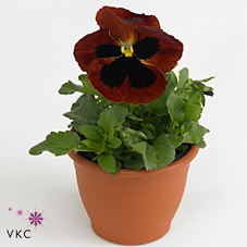 Viola wr. 'Matrix Red Blotch'