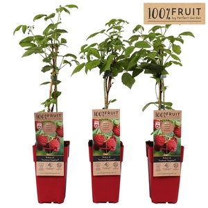 Rubus idaeus 'Twotimer Sugana Red'® P15