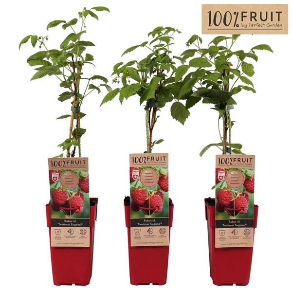 <h4>Rubus id. Twotimer Sugana Red® P15</h4>