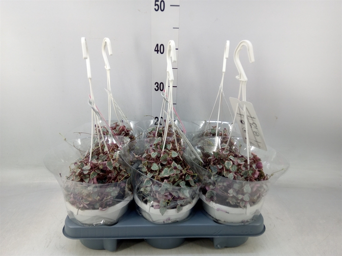 <h4>Ceropegia woodii 'Variegata'</h4>