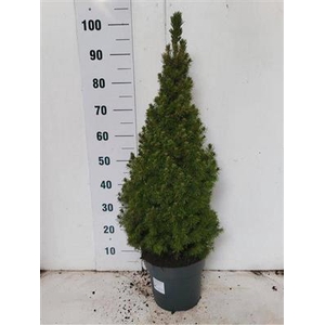 P.PICEA GL CONICA 100  SALE !!