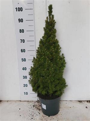 <h4>P.PICEA GL CONICA 100  SALE !!</h4>