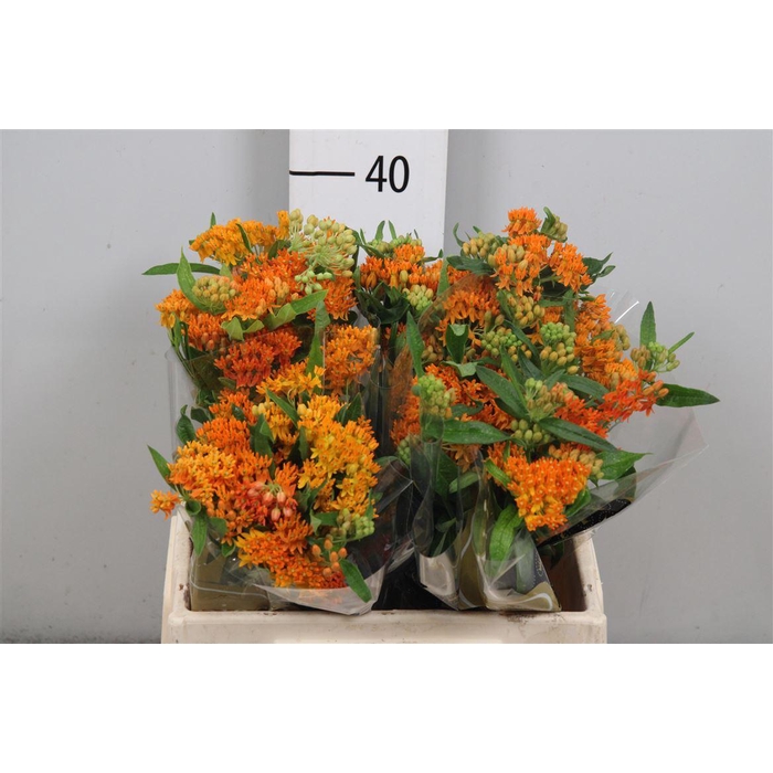<h4>Ascl Tuberosa</h4>