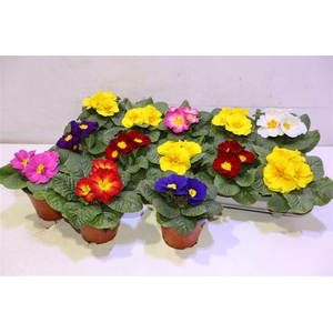 Prim Acaulis Gemengd