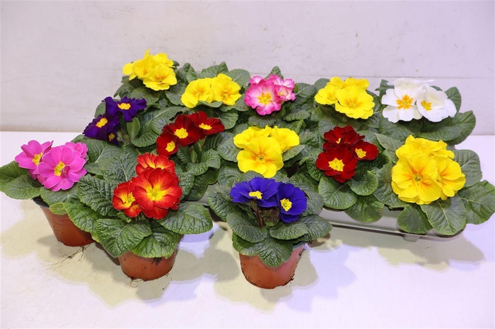 <h4>Prim Acaulis Gemengd</h4>