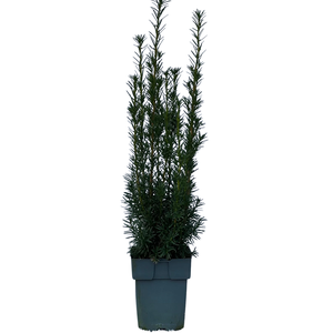 Taxus media 'Hicksii' P17