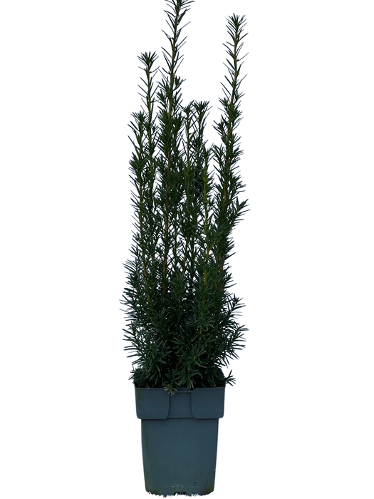 <h4>Taxus media 'Hicksii' P17</h4>