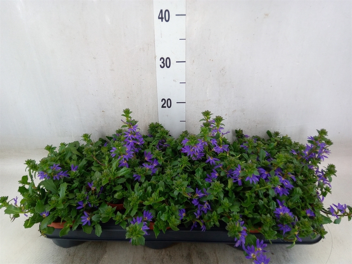 <h4>Scaevola aemula 'Blue Fan'</h4>