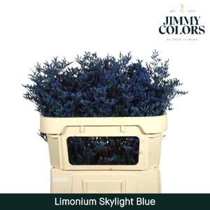 Limonium Skylight L70 Klbh. Blauw