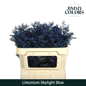 Limonium Skylight L70 Blue
