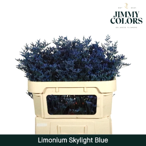 <h4>Limonium Skylight L70 Blue</h4>