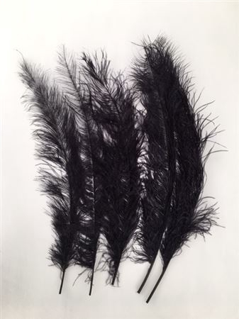 <h4>Feathers Ostrich 5pcs Black</h4>