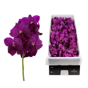 Vanda Magic Fuchsia