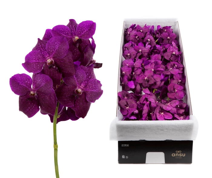 <h4>Vanda Magic Fuchsia</h4>