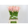 Zantedeschia Eydolls Pink