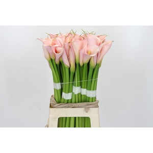 Zantedeschia Eydolls Pink