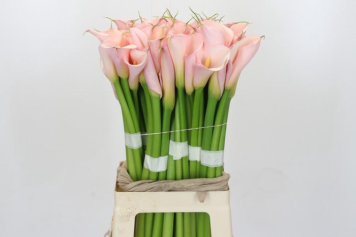 Zantedeschia Eydolls Pink