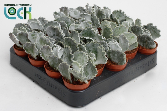 <h4>Cotyledon Undulata</h4>