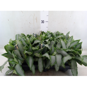 Murdannia loriformis 'Bright Star'