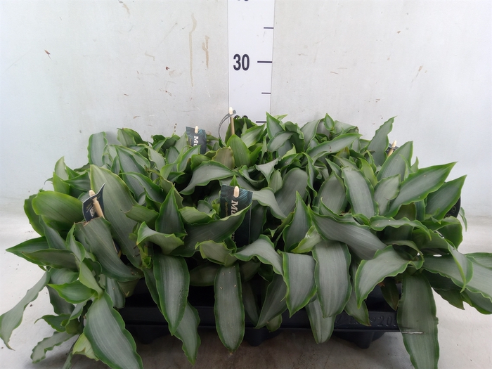 <h4>Murdannia loriformis 'Bright Star'</h4>