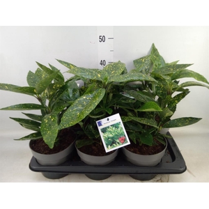 Aucuba japonica 'Variegata'