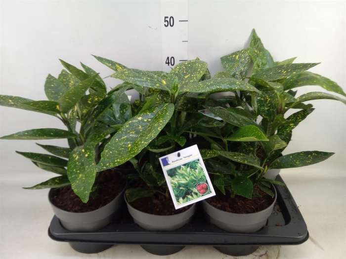 Aucuba japonica 'Variegata'