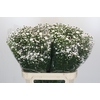 Aster White Gypsy