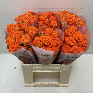 Rosa TR 'Orange Dimension' BRAAM