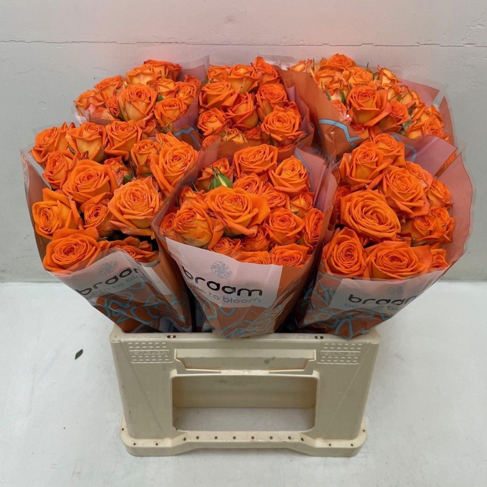 <h4>Rosa TR 'Orange Dimension' BRAAM</h4>