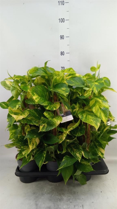 <h4>Epipremnum pinn. ...moss stick</h4>