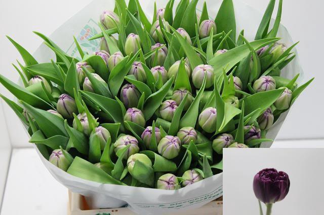 <h4>TU DU PYTHON</h4>